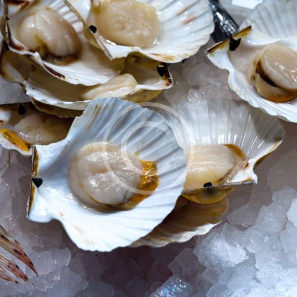 Oysters on Ice